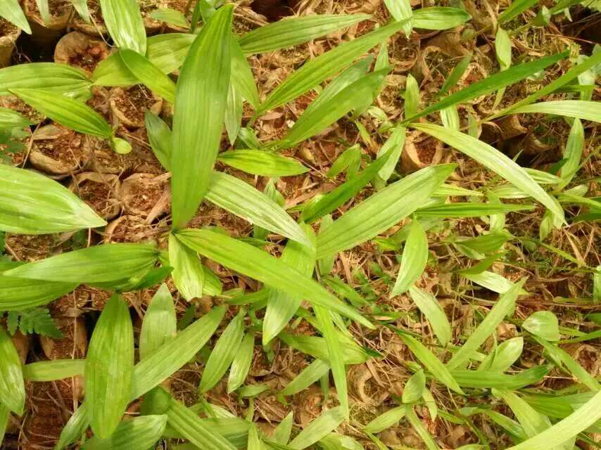 白芨種苗圖片/白芨種苗樣板圖 (3)