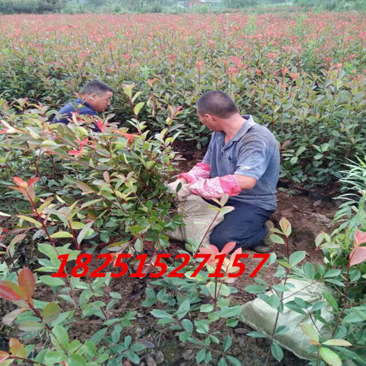 紅葉石楠苗圖片/紅葉石楠苗樣板圖 (2)
