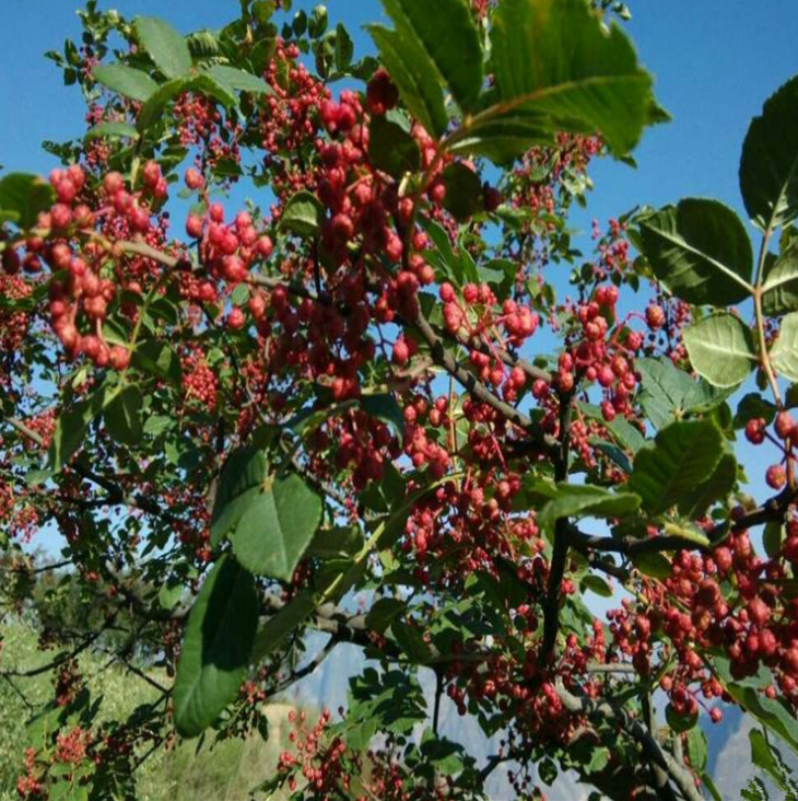 出售花椒树 规格齐全 根系发达 成活率高 大红袍花椒树基地批发图片