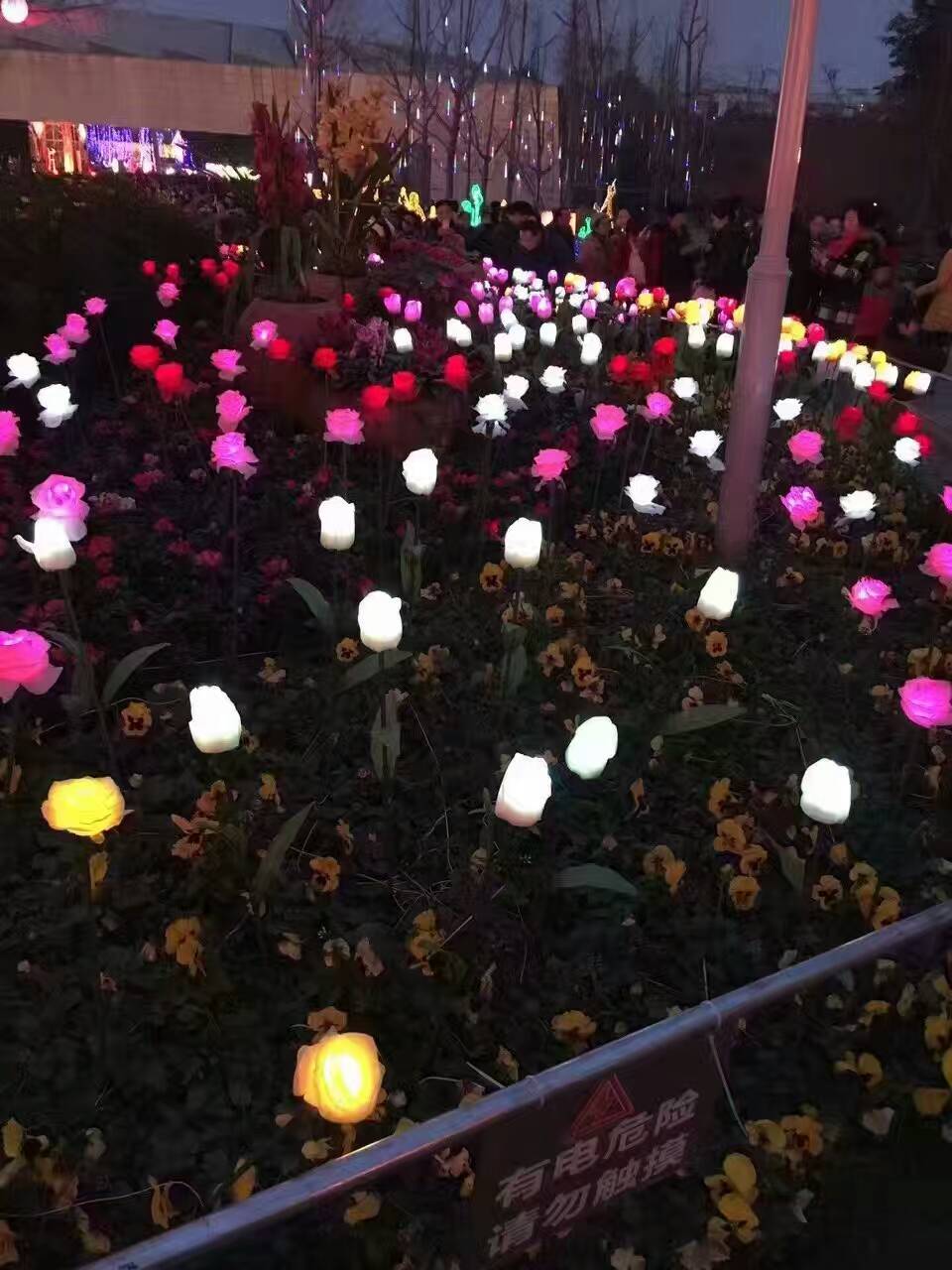 上海玫瑰圖片/上海玫瑰樣板圖 (4)