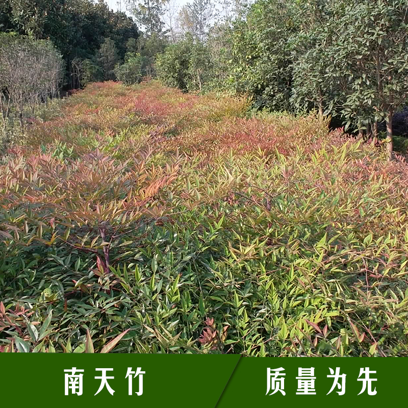 河南南天竹树基地_河南南天竹树种植基地_河南南天竹树价格图片