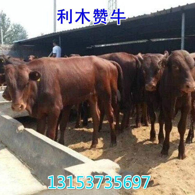 西门塔尔肉牛的价格小牛犊价格