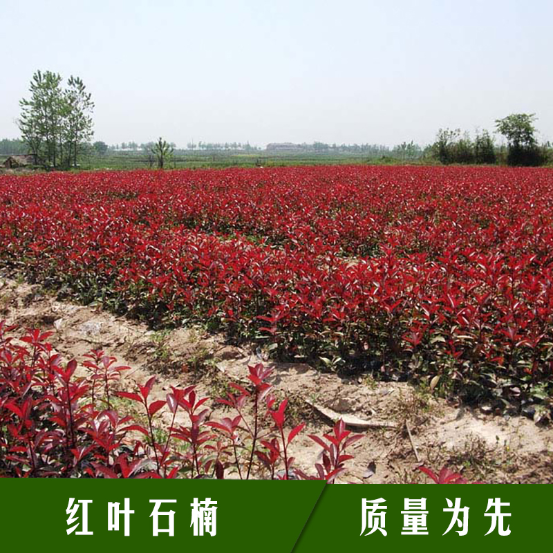 紅葉石楠圖片/紅葉石楠樣板圖 (2)