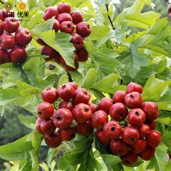 各種山楂苗圖片/各種山楂苗樣板圖 (3)