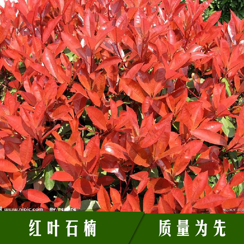 紅葉石楠圖片/紅葉石楠樣板圖 (4)