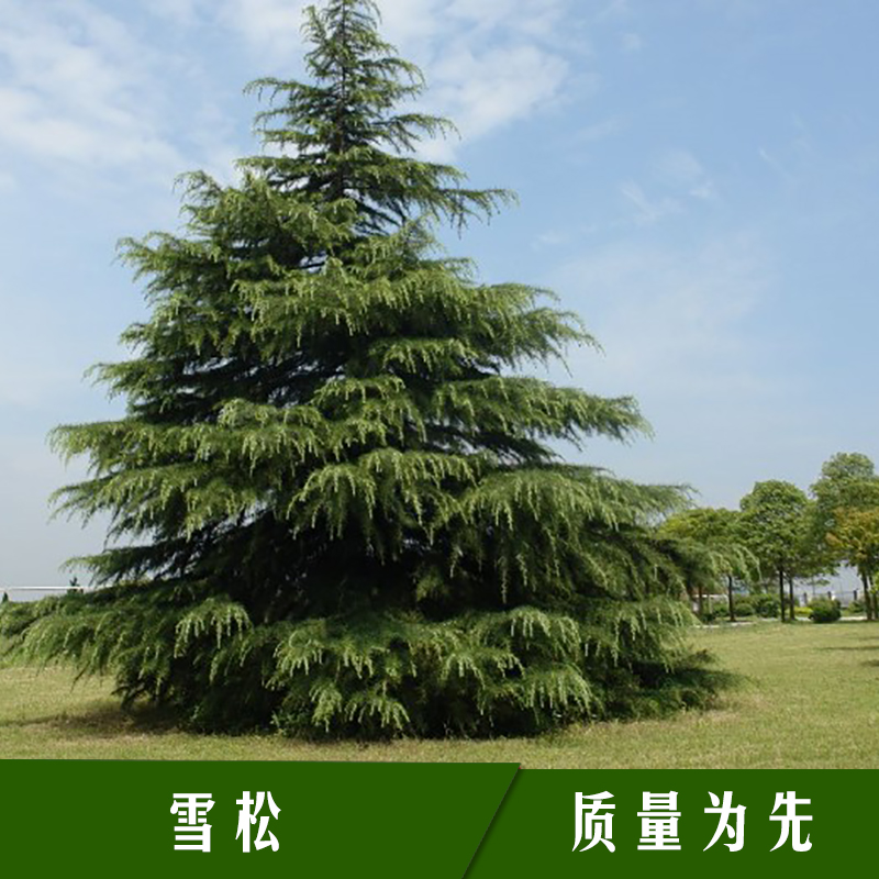 绿缘花木基地雪松 常绿乔木观赏植物多年生香柏树苗/雪松苗木批发图片