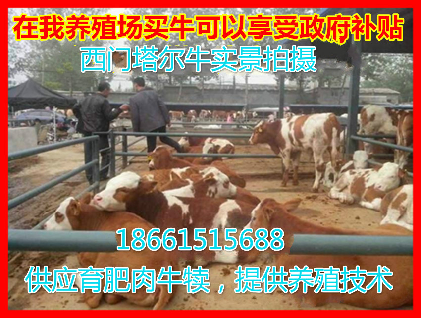 西门塔尔肉牛犊多少钱一头