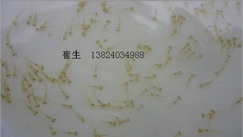 草魚苗圖片/草魚苗樣板圖 (2)