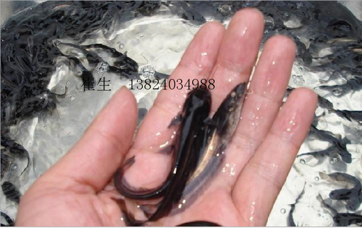 大口鯰魚(yú)苗圖片