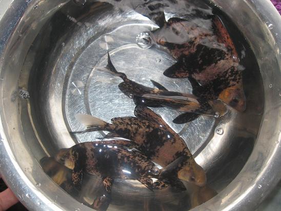 眉山胭脂魚(yú)苗圖片/眉山胭脂魚(yú)苗樣板圖 (4)