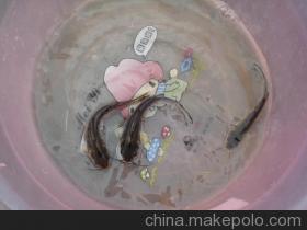 斑點(diǎn)叉尾圖片/斑點(diǎn)叉尾樣板圖 (1)