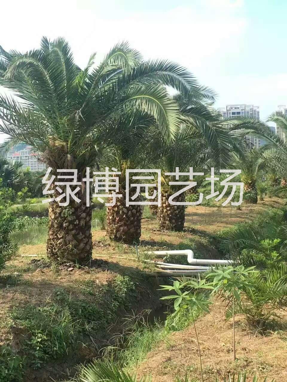 上海加拿利海棗供應(yīng)商圖片