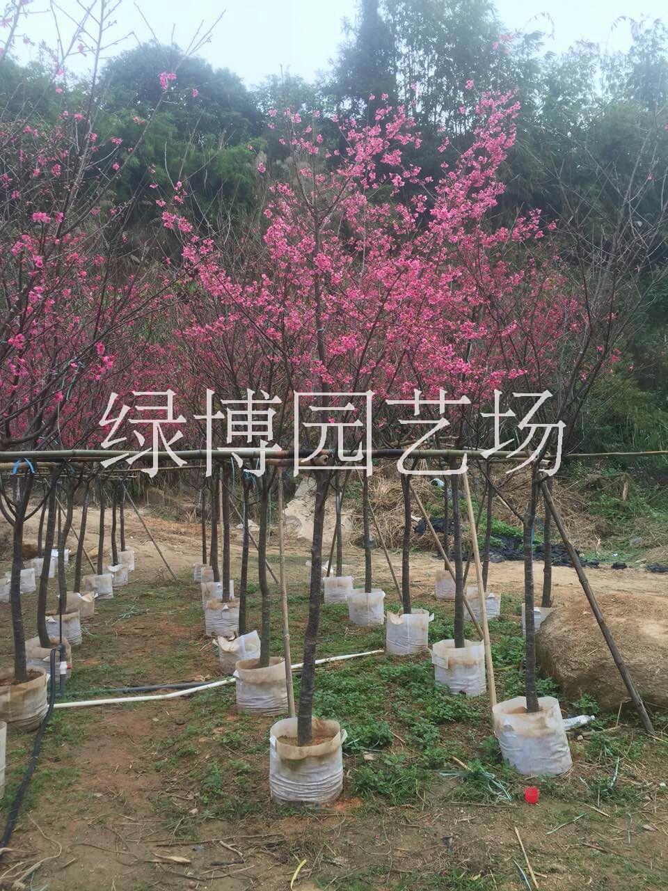 漳州市福建山樱花，福建山樱花种植基地厂家福建山樱花，福建山樱花种植基地，福建山樱花价格，福建山樱花报价