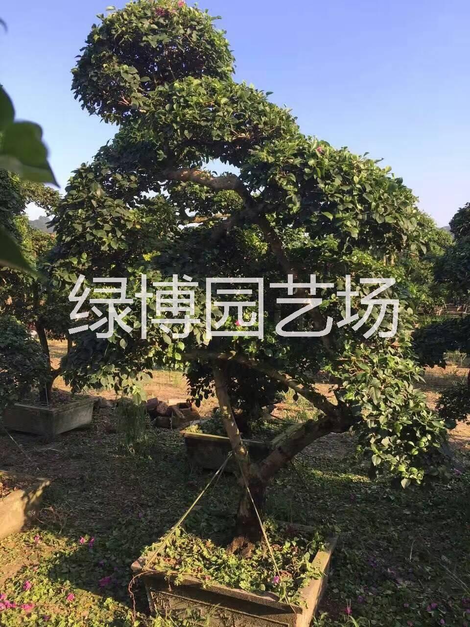 供应福建三樱花，福建山樱花供应商，福建山樱花种植基地