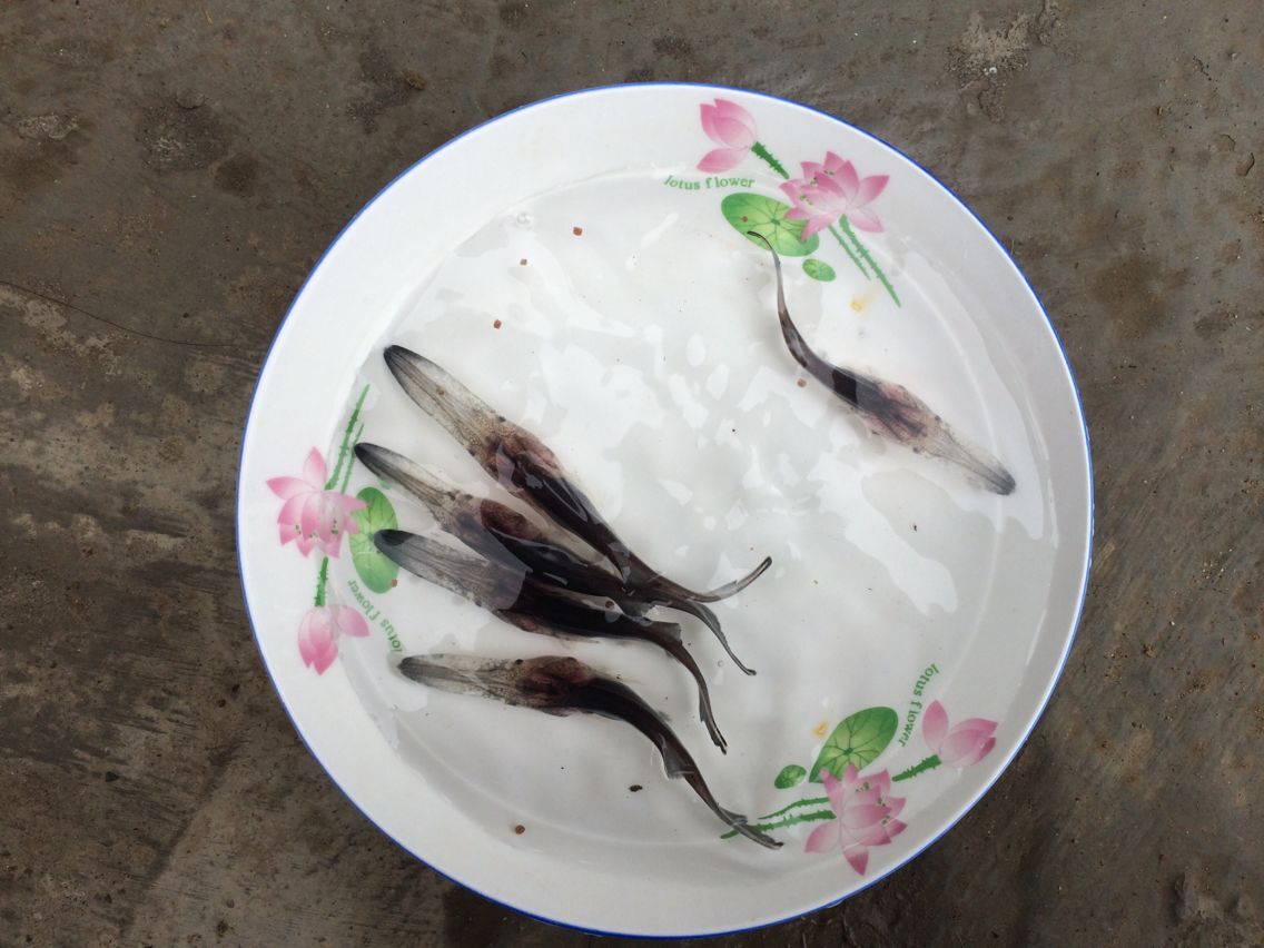 鱘魚(yú)苗圖片/鱘魚(yú)苗樣板圖 (4)