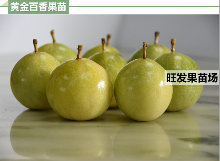 百香果苗圖片/百香果苗樣板圖 (4)