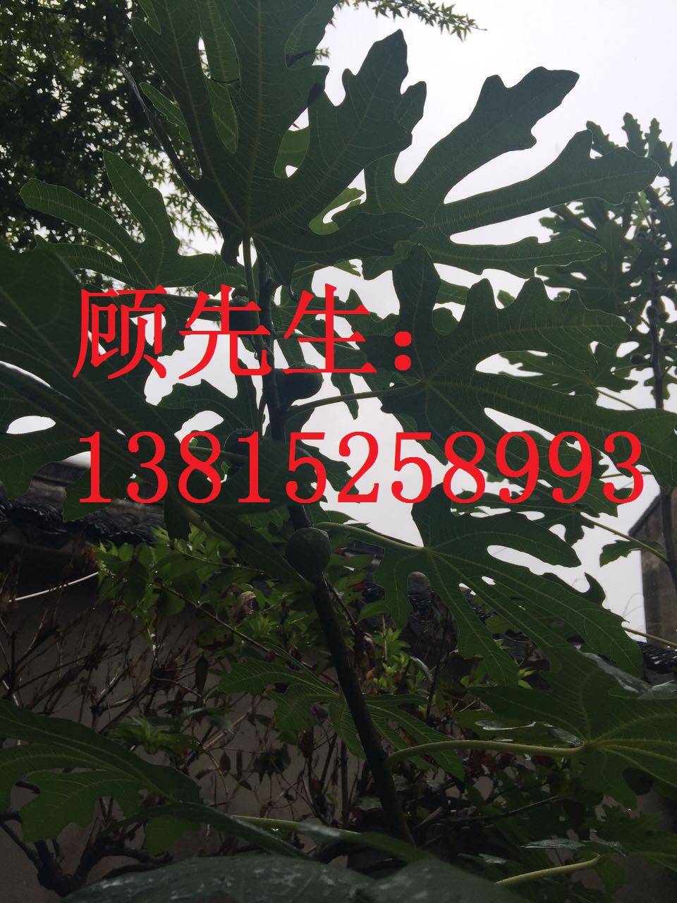 蘇州景觀綠化圖片/蘇州景觀綠化樣板圖 (3)