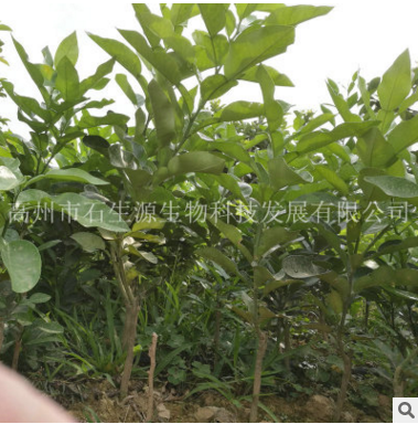 紅心蜜柚子苗圖片/紅心蜜柚子苗樣板圖 (3)