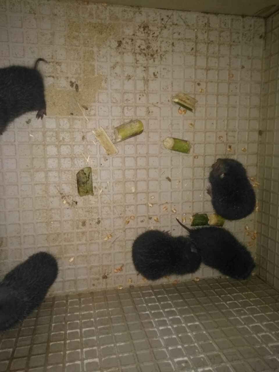 竹鼠種苗圖片/竹鼠種苗樣板圖 (2)