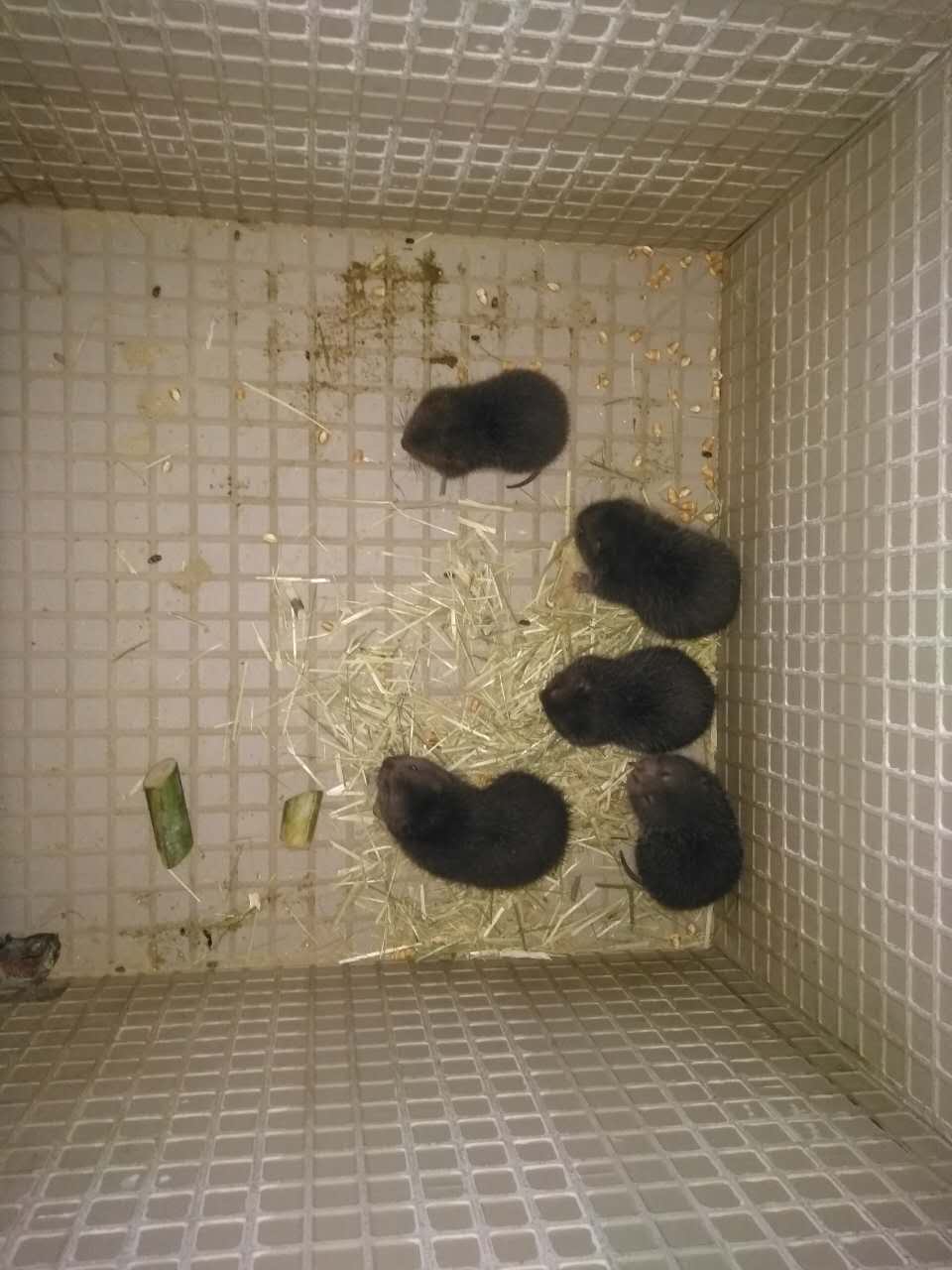 竹鼠種苗圖片/竹鼠種苗樣板圖 (4)