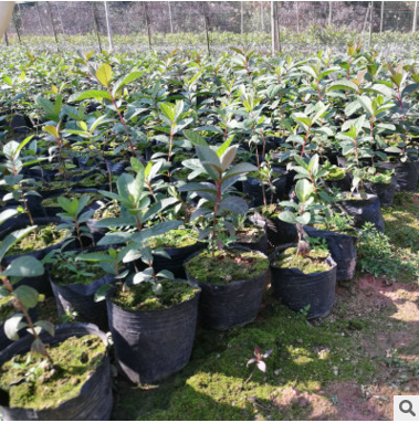 番石榴苗圖片/番石榴苗樣板圖 (3)