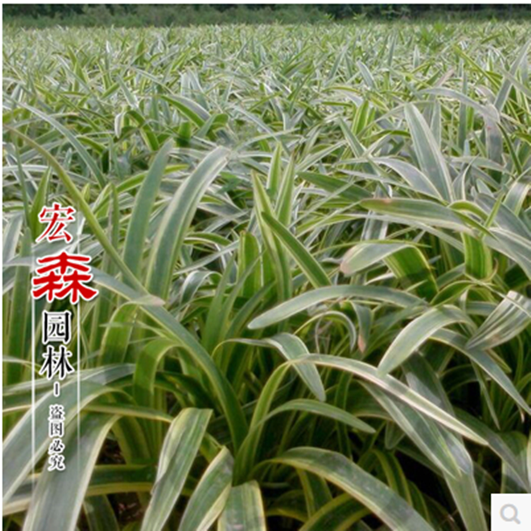 麥冬圖片/麥冬樣板圖 (2)