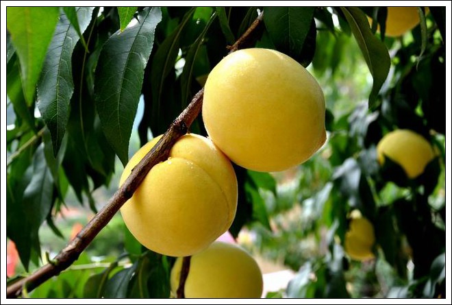 炎陵黃桃苗培育基地圖片/炎陵黃桃苗培育基地樣板圖 (4)