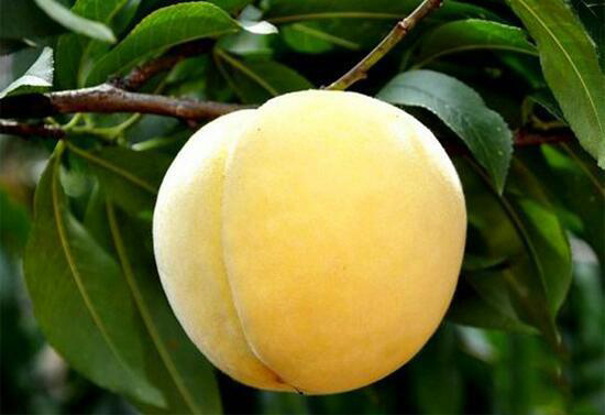 黃桃圖片/黃桃樣板圖 (4)