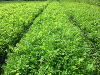 水曲柳圖片/水曲柳樣板圖 (2)