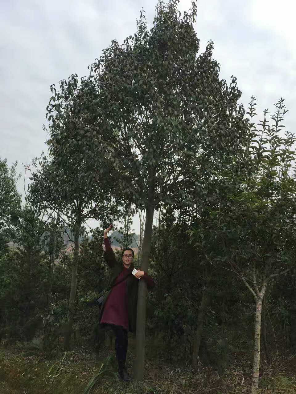 紅果冬青圖片/紅果冬青樣板圖 (2)