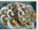 石斑魚圖片/石斑魚樣板圖 (3)