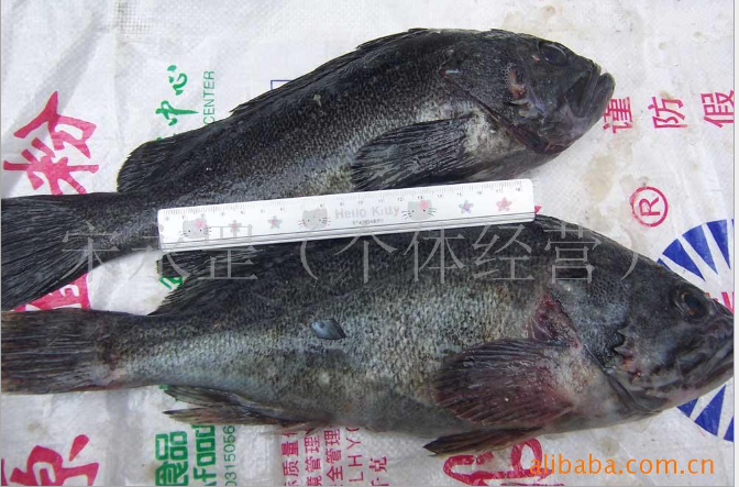 石斑魚圖片/石斑魚樣板圖 (1)