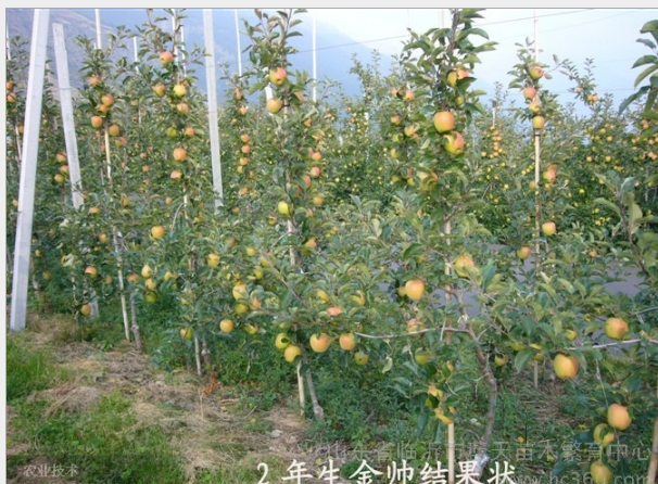 矮化蘋果苗圖片/矮化蘋果苗樣板圖 (4)
