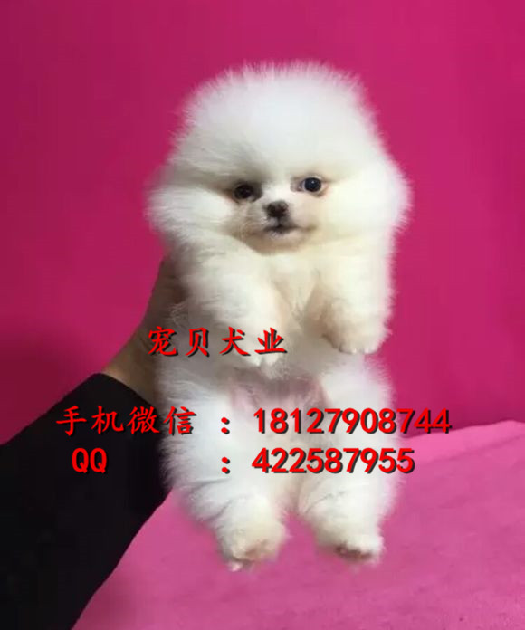 博美犬圖片/博美犬樣板圖 (4)