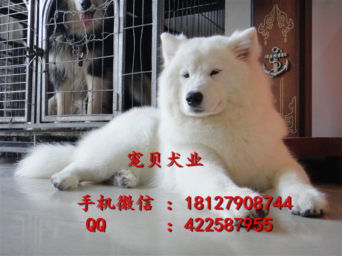 薩摩耶犬圖片/薩摩耶犬樣板圖 (2)