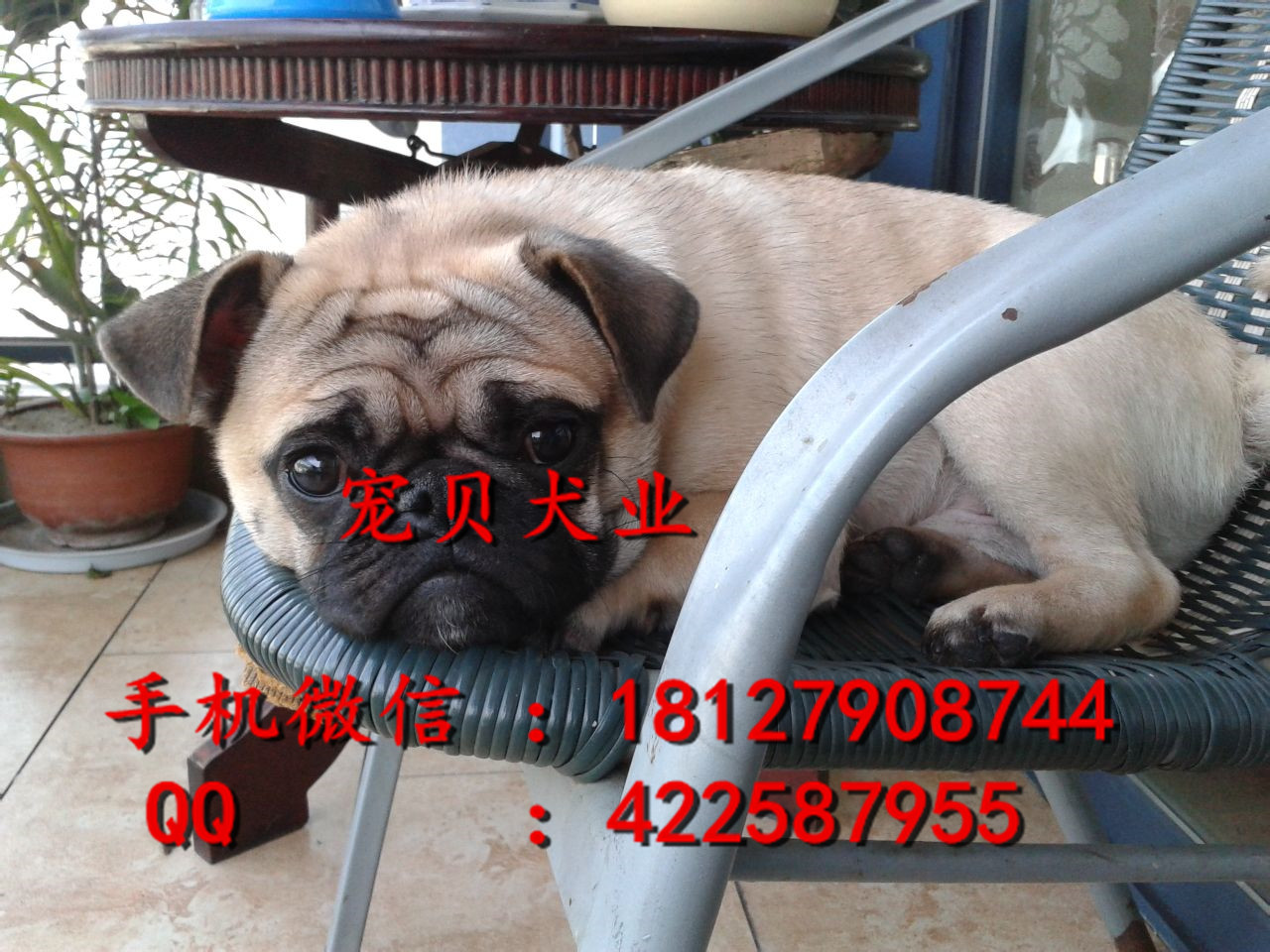 巴哥圖片/巴哥樣板圖 (4)