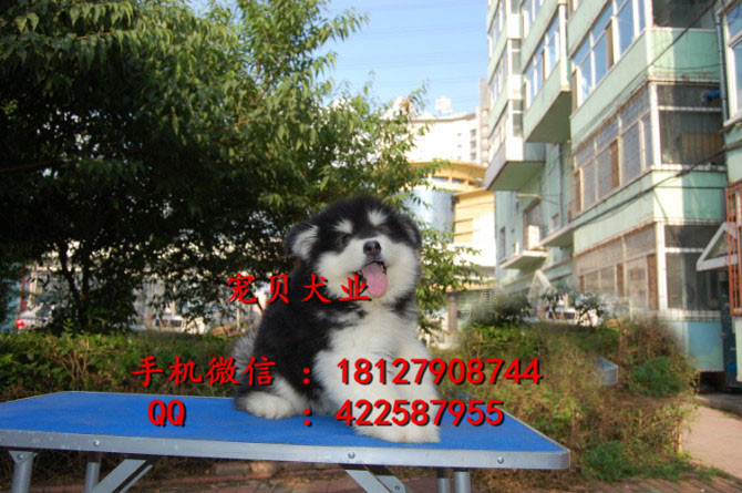 阿拉斯加圖片/阿拉斯加樣板圖 (2)