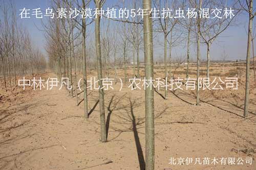 抗虫速生杨种植抗虫速生杨种植，抗虫速生杨供应商，抗虫速生杨品种