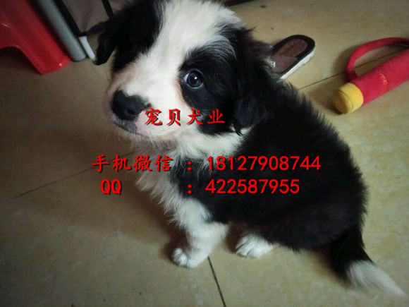 邊境牧羊犬圖片/邊境牧羊犬樣板圖 (3)
