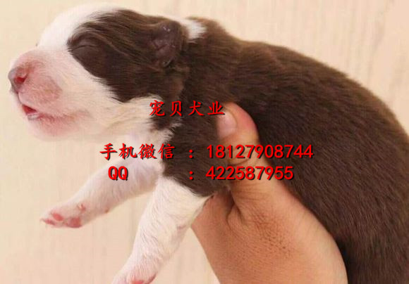 边境牧羊犬广州哪里有卖边境牧羊犬边牧价格边牧多少钱