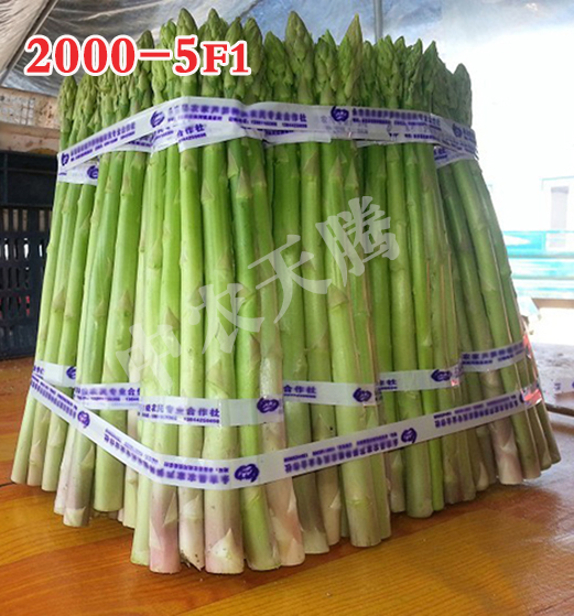 蘆筍種子圖片/蘆筍種子樣板圖 (1)