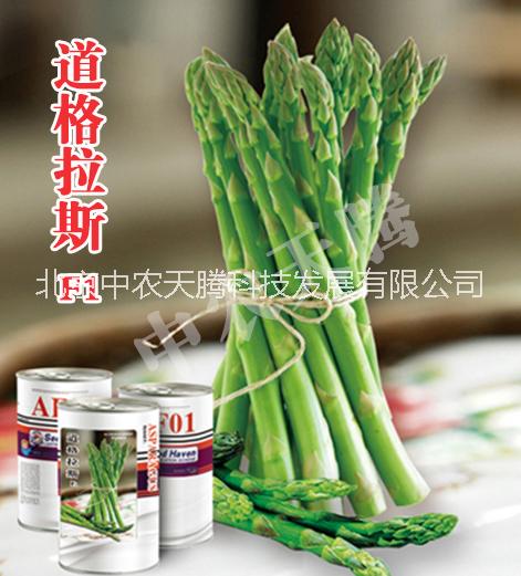 蘆筍種子圖片/蘆筍種子樣板圖 (1)