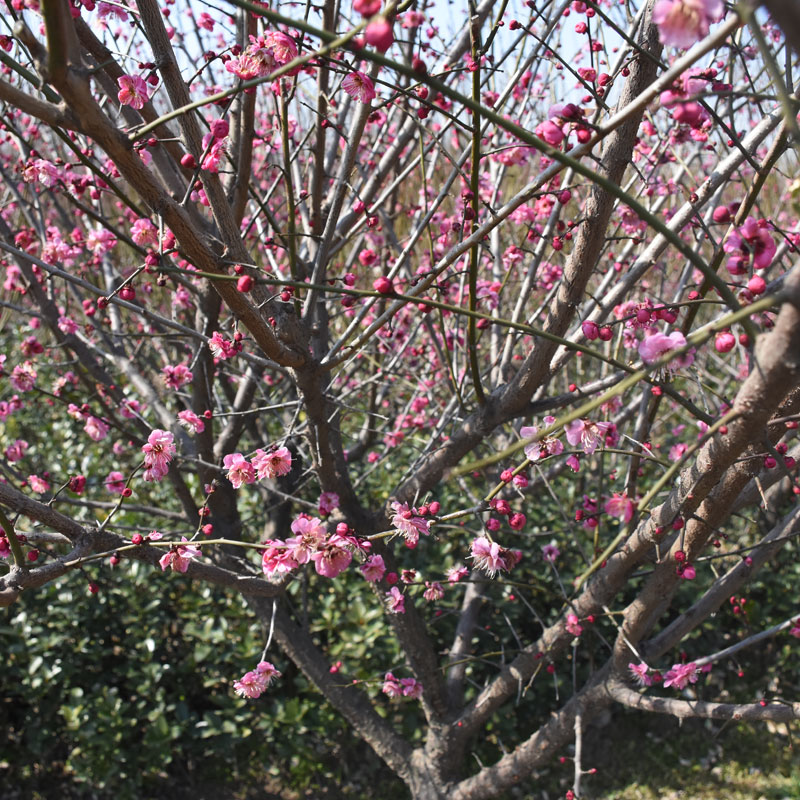 徐州市梅花各种梅花红梅绿梅骨里红梅厂家梅花各种梅花红梅绿梅骨里红梅