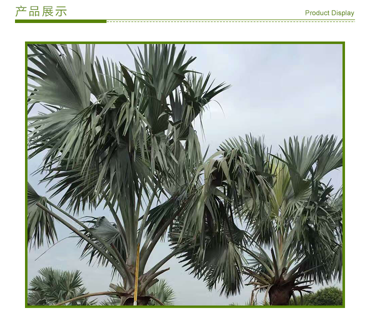 云南霸王棕圖片