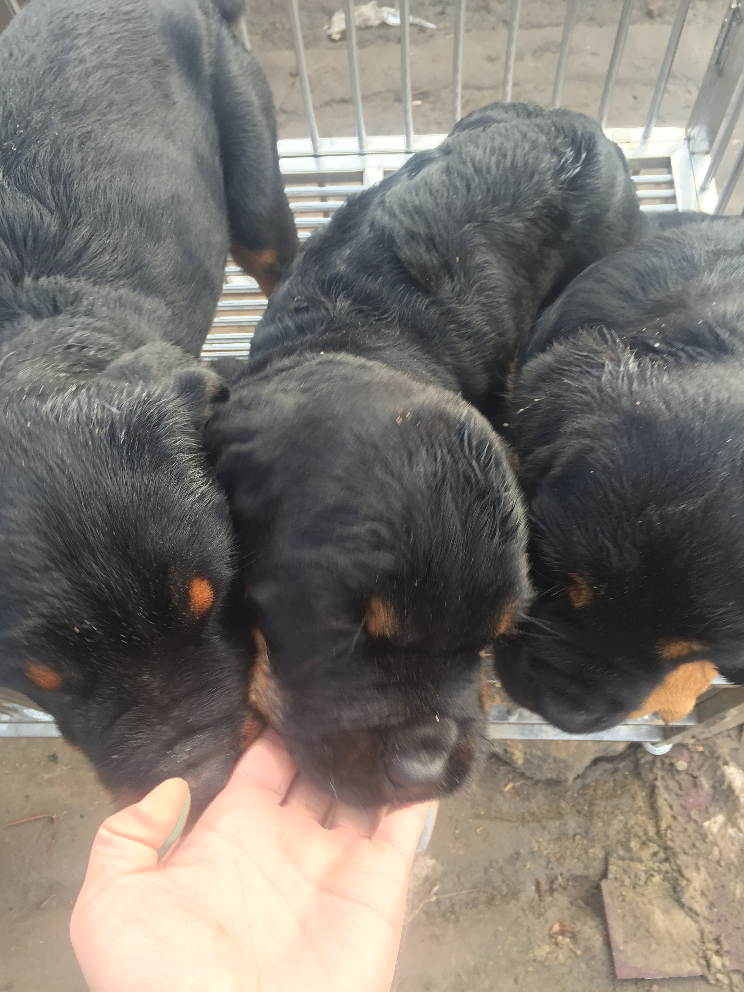 济宁市精品马犬黑狼犬格力犬狼青杜高幼犬厂家精品马犬黑狼犬格力犬狼青杜高幼犬