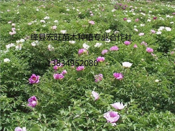 白芍苗圖片/白芍苗樣板圖 (4)