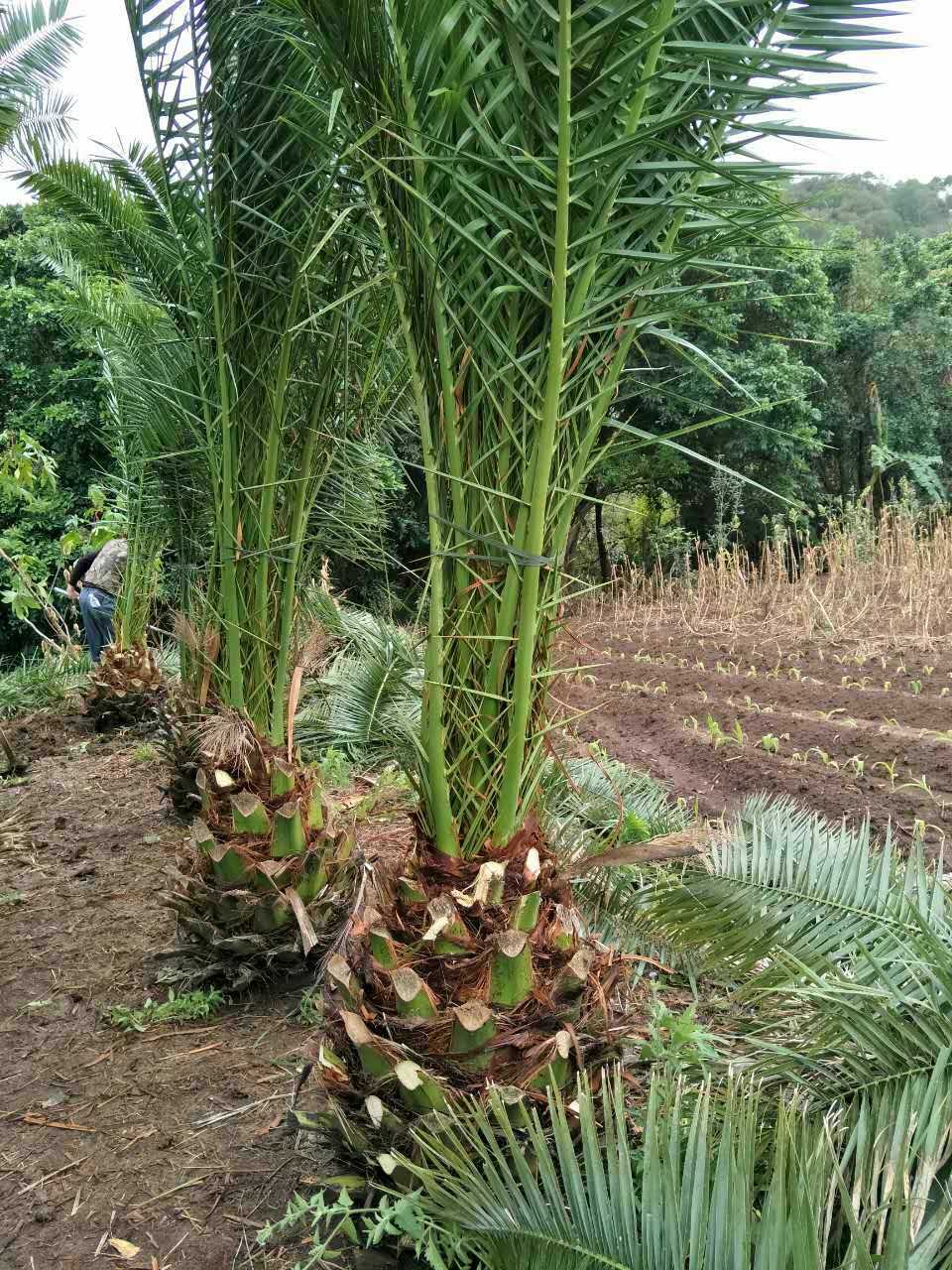 福建加拿利海枣苗种植基地.加拿利海枣苗供应商供应加拿利海枣苗种植出售图片