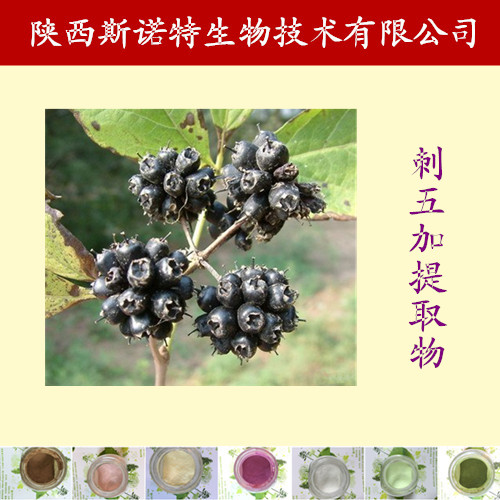 刺五加提取物粉廠家直銷
