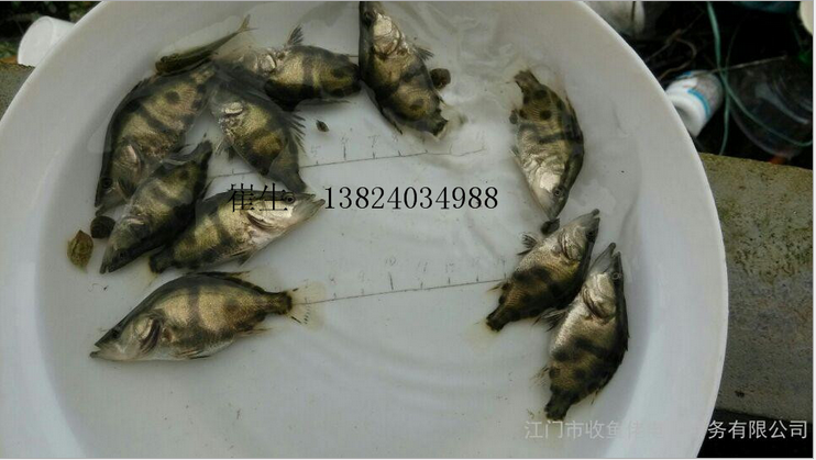 魚苗圖片/魚苗樣板圖 (4)