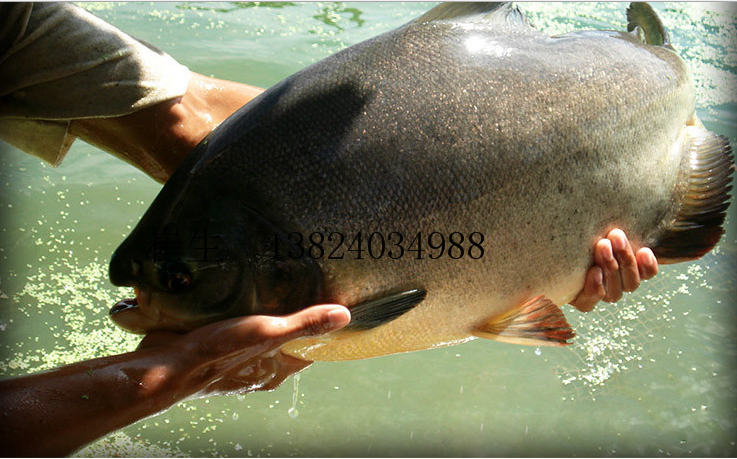 大量供應(yīng)淡水白鯧魚苗 鯧魚苗 紅鯧魚